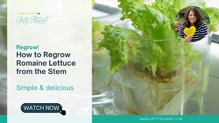 How to Regrow Romaine Lettuce from its Stem [upl. by Meris575]