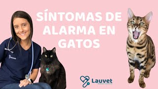 CÓMO SABER SI MI GATO ESTÁ ENFERMO  Síntomas de alarma  Lauvet [upl. by Ades891]