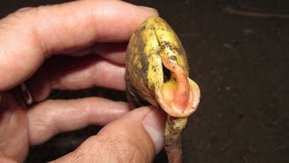 Germinating Mango Seeds Which End To Plant Up [upl. by Nyllaf]