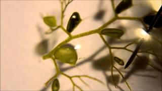 Utricularia australis Traps  A Carnivorous Plant [upl. by Dar]