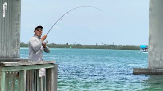 Pier Fishing UNDER a Bridge HOW TO CATCH almost EVERY SPECIES [upl. by Deden]