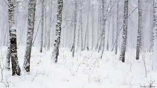 Snowstorm in the Forest  Winter Blizzard Sounds for Sleep amp Relaxation  Natural White Noise Sounds [upl. by Cohligan]