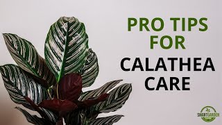 Calathea Care And 9 Stunning Varieties  How Not To Kill Your Houseplants [upl. by Heringer]