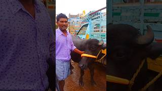 తొలి సూడి పడ్డ కొన్న రైతు  Murrah First Lactation Buffalo Sale Information [upl. by Ak682]