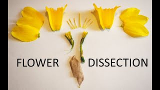 Daffodil Flower Dissection [upl. by Trevar]