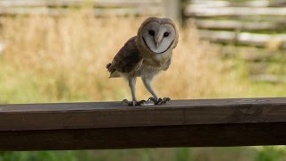 Barn Owl screeching [upl. by Siravart]