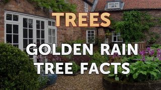 Golden Rain Tree Facts [upl. by Bautista]