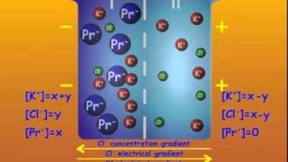 3 GibbsDonnan Equilibrium [upl. by Schou]