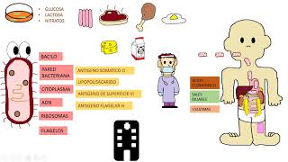 Salmonella typhi  SALMONELOSIS [upl. by Nollie]