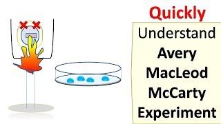 Avery MacLeod McCarty experiment [upl. by Kiah]