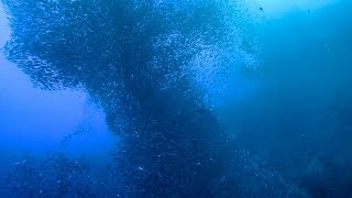 The Sardine Run Moalboal Philippines 4K [upl. by Marleen353]