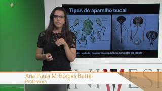 Zoologia de Invertebrados  Aula 23  Filo Arthropoda Hexapoda  Insecta [upl. by Atiral808]