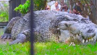 15 Abnormally Large Crocodiles That Actually Exist [upl. by Nelda]