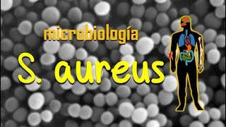 Staphylococcus aureus Revisión rápida [upl. by Elleiram]