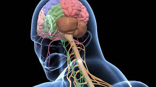 Biology  3D animation  Human Nervous System Overview  Senior  English [upl. by Ahseim722]