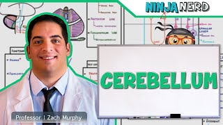 Neurology  Cerebellum Anatomy amp Function [upl. by Cotsen727]