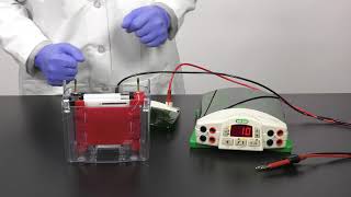 Quick Tips How to Setup a Mini TransBlot Cell for Western Blot Transfer [upl. by Anyat883]