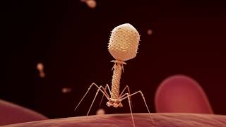 Applications of Bacteriophages in Medicine [upl. by Amara355]