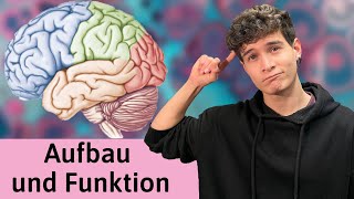 Das Gehirn Aufbau und Funktion einfach erklärt  Cortex [upl. by Arimay13]