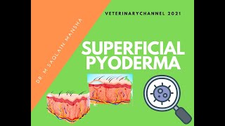 Veterinary Dermatology The Diagnosis And Treatment Of Superficial Pyoderma In Dogs And Cats [upl. by Currey]