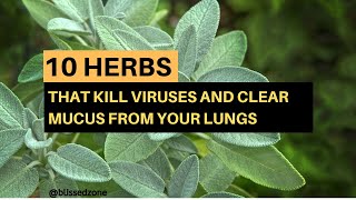 10 Herbs That Kill Viruses and Clear Mucus from Your Lungs  Blissed Zone [upl. by Marjie363]