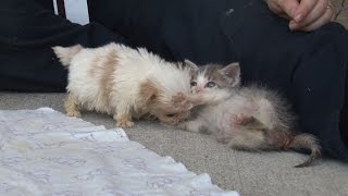 Cutest Rescue Puppy and Kitten Are Best Friends [upl. by Annehcu]