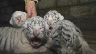 Cute Four rare white Bengal tiger cubs born at Yalta Zoo [upl. by Yazbak]