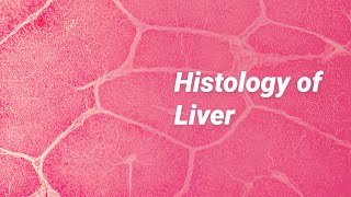 Histology of Liver [upl. by Raynold]