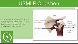 USMLE Step 1 Anatomy Question 1 Walkthrough  Lecturio [upl. by Airec690]