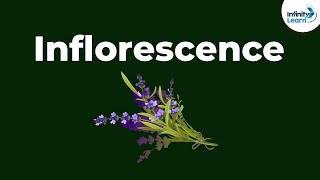 Types of Inflorescence  Morphology of Flowering Plants  Dont Memorise [upl. by Joella]