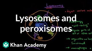 Lysosomes and peroxisomes  Cells  MCAT  Khan Academy [upl. by Onafets]