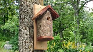 Homemade Bird Houses from a Natural Log DIY Nesting Bird Box [upl. by Cindelyn]