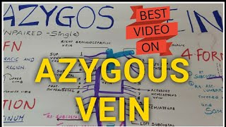 AZYGOS VEINThorax Anatomy  Medseed MBBS [upl. by Puett]