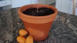 How to Grow a Mango Tree from Seed [upl. by Thormora584]