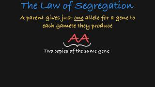 Mendels Law of Segregation Explained [upl. by Anavoig293]