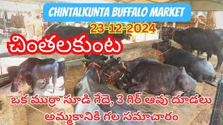 చింతలకుంట గేదెల మార్కెట్  Chintalkunta Buffalo Market kyparavindrareddyvlogs [upl. by Virg]