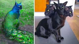 15 Abnormally Strange Cats That Actually Exist [upl. by Franciskus]