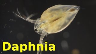 Daphnia [upl. by Peder]