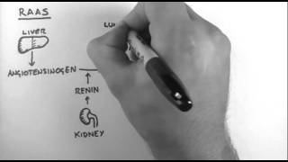 ReninAngiotensinAldosterone System [upl. by Springer]