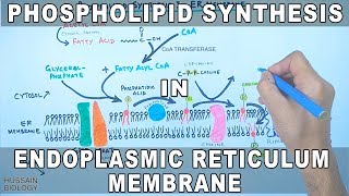 Phospholipid Synthesis in Endoplasmic Reticulum Membrane [upl. by Llerrehc57]