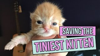 Saving the Tiniest Newborn Kitten [upl. by Ruhtra93]