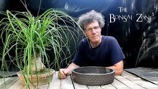 Repotting my Ponytail Palm Bonsai The Bonsai Zone June 2018 [upl. by Sucerdor]