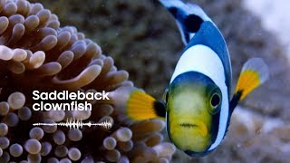 Fish Sounds Do fish talk to each other  BBC Earth Explore [upl. by Spanjian]