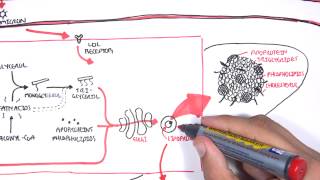 Physiology of Lipoproteins Cholesterol [upl. by Ayidah]