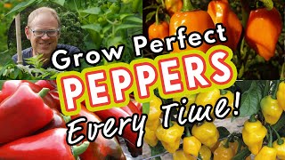 Grow Perfect Peppers Every Time 🌶 [upl. by Marras884]