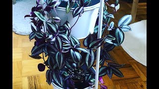 Tips For A Fuller Tradescantia zebrina  Wandering Jew Plant [upl. by Kenweigh556]