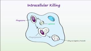 Phagocytosis [upl. by Spiro522]