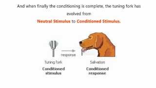 Classical Conditioning  Pavlovs Experiment [upl. by Halbert]