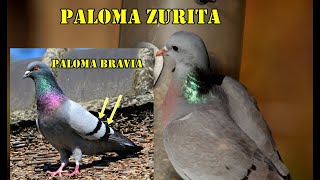 Las palomas Características y curiosidades [upl. by Dorej]