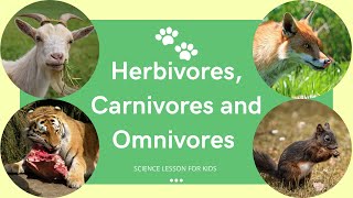 Herbivores Carnivores and Omnivores  What Animals Eat  Types of Animals  Science Lesson for Kids [upl. by Oiratnom]